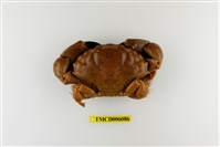 藏品(光手滑面蟹)的圖片